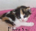 Elvira 3v